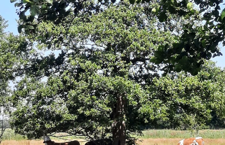 Natuurhuisje in Wezup