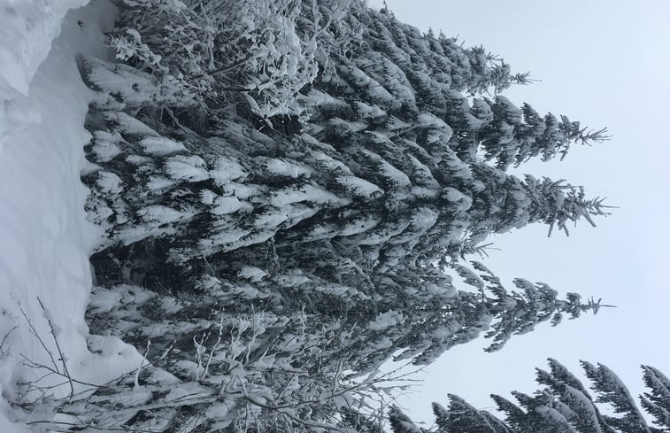 Natuurhuisje in Vielsalm/Petit Thier