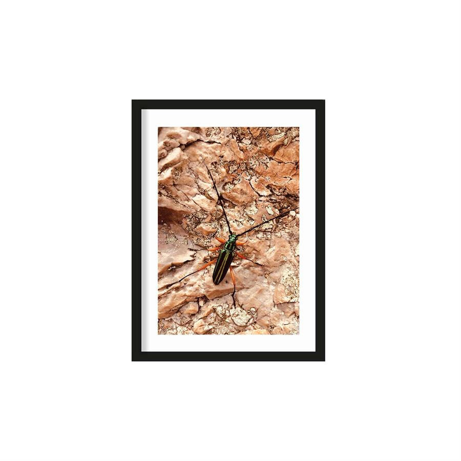 Urban Cotton Artprint High on life insect