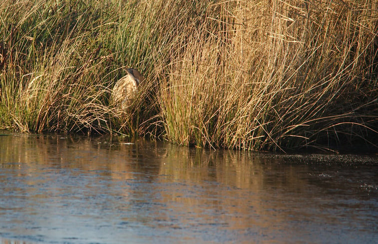 Natuurhuisje in Roderwolde