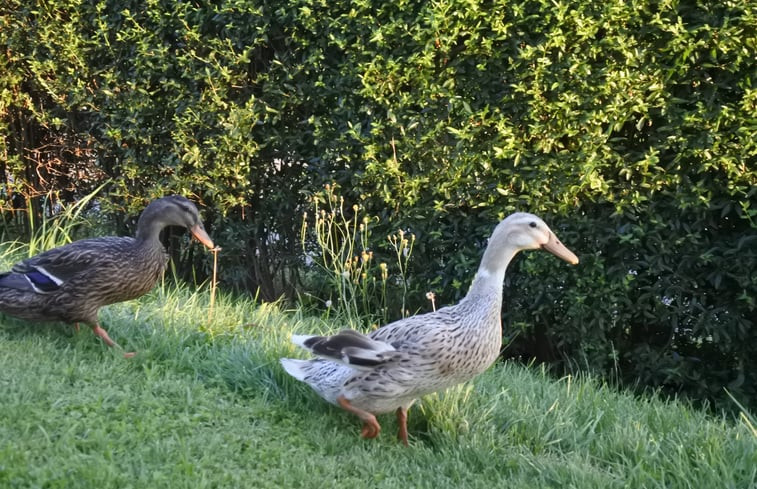 Natuurhuisje in Bernbeuren