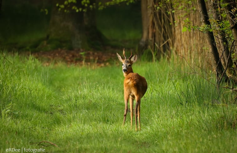 Natuurhuisje in Woudenberg