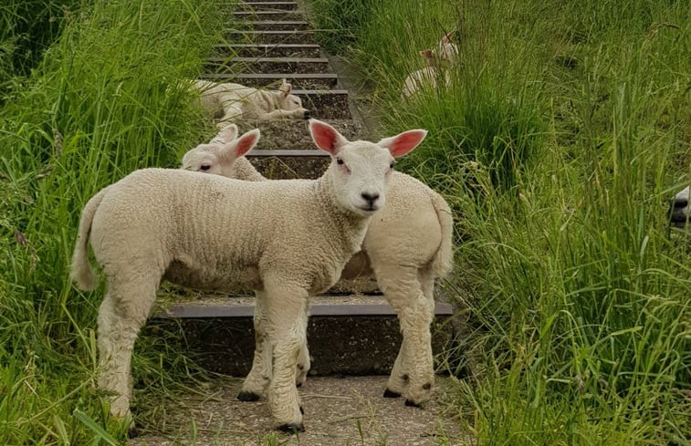 Natuurhuisje in Andijk