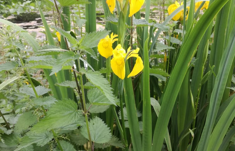 Natuurhuisje in Waardamme