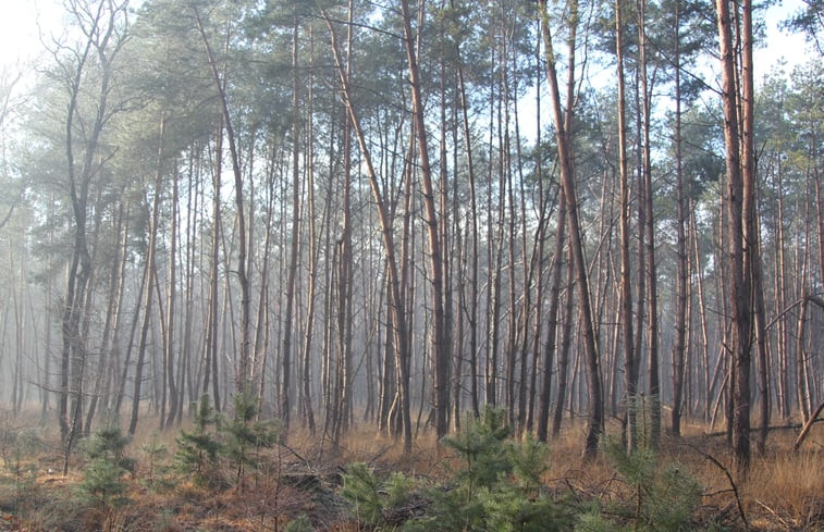 Natuurhuisje in De Rips