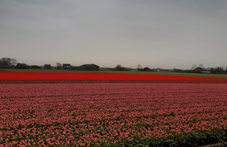 Natuurhuisje in Breezand