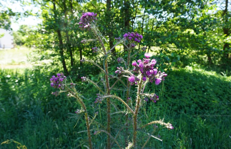 Natuurhuisje in Job