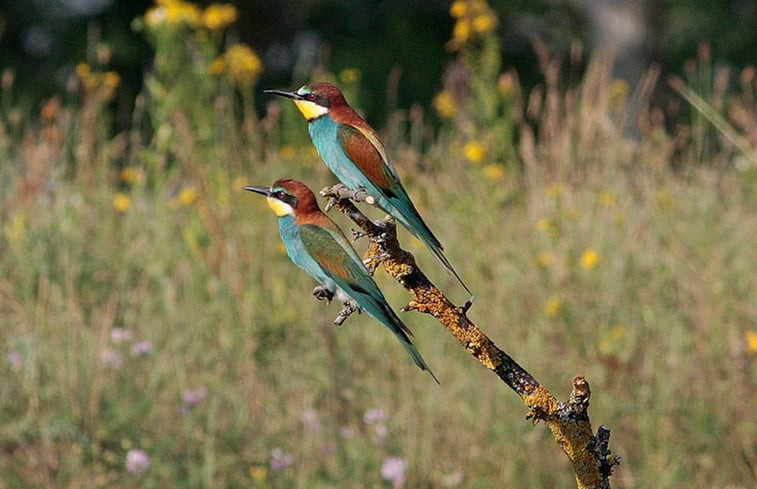 Natuurhuisje in Tiszagyenda