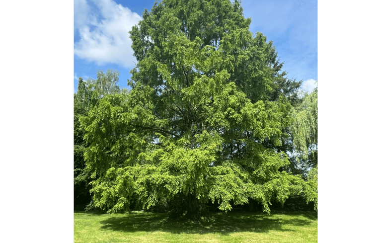 Natuurhuisje in Twist