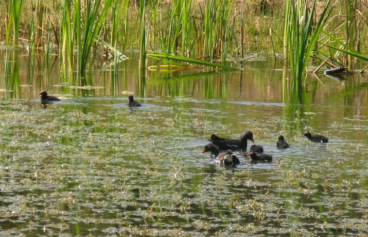 Natuurhuisje in Eext