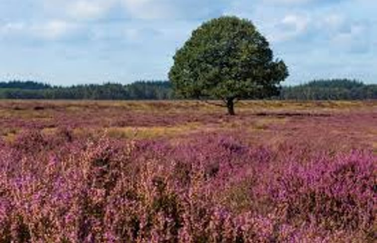 Natuurhuisje in Exloo