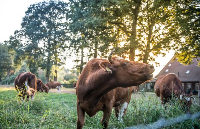 Natuurhuisje in Lattrop