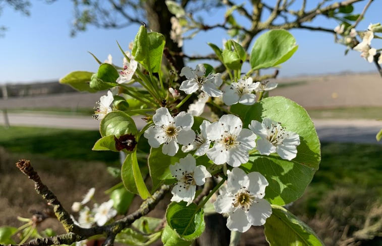 Natuurhuisje in Aardenburg