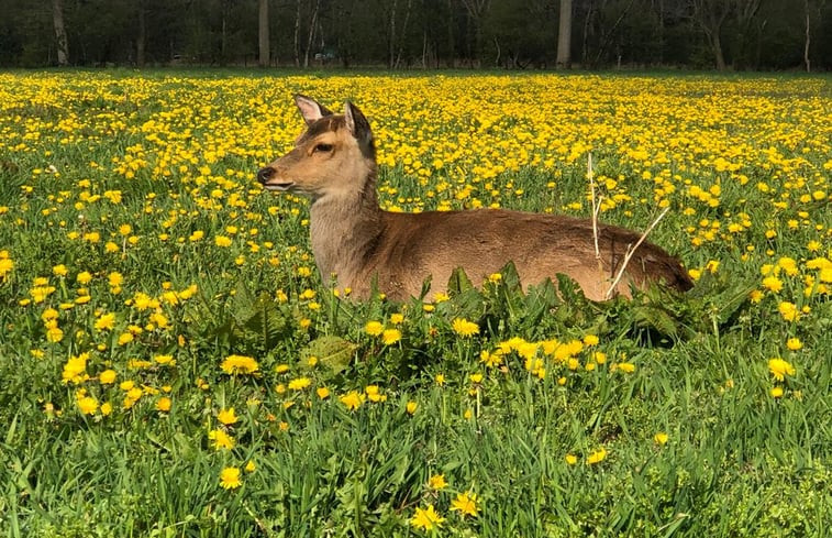 Natuurhuisje in Putten