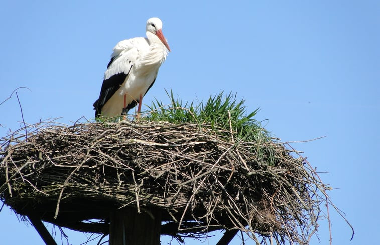 Natuurhuisje in Bathmen