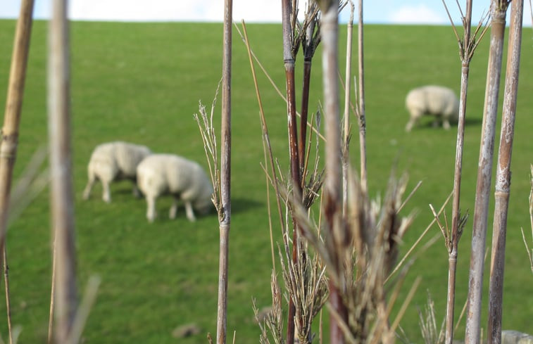 Natuurhuisje in Moddergat