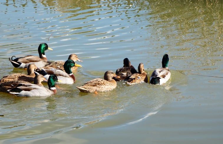 Natuurhuisje in Préaux