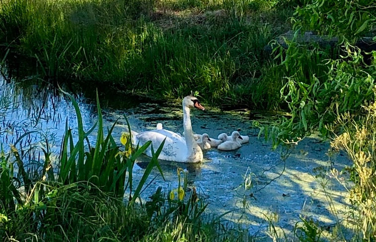 Natuurhuisje in Bodegraven