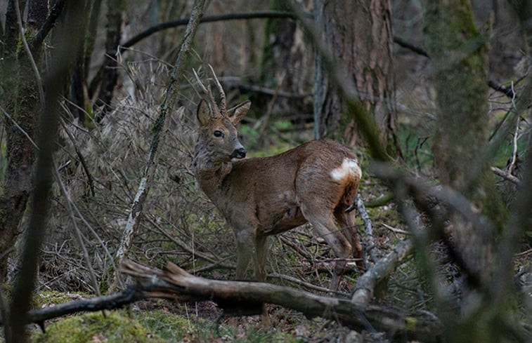 Natuurhuisje in Veldhoven (Oerle)