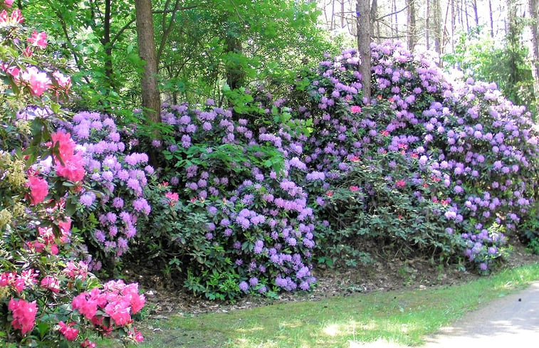 Natuurhuisje in Luyksgestel