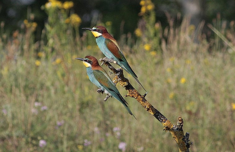 Natuurhuisje in Tiszagyenda