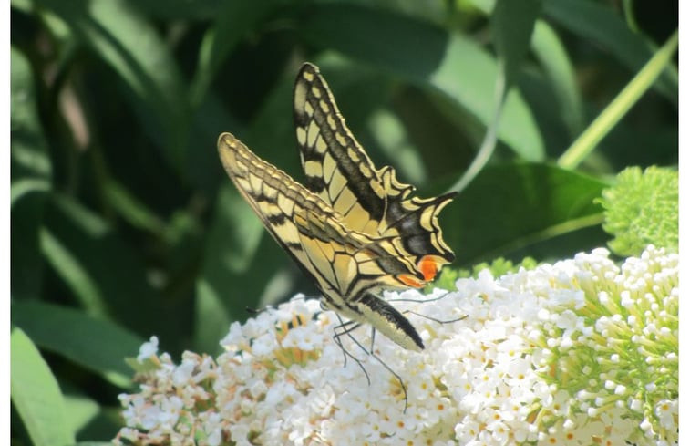 Natuurhuisje in Saint Thomas de Conac