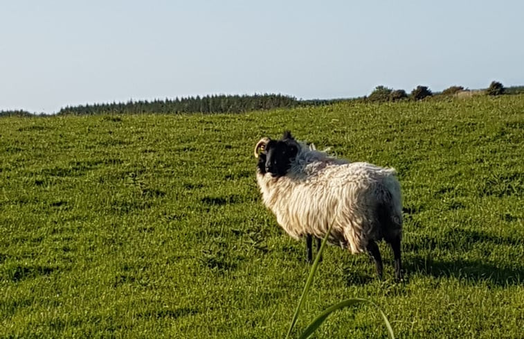 Natuurhuisje in Easkey