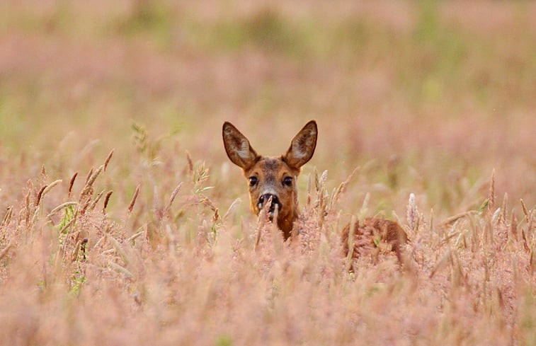 Natuurhuisje in Otterlo