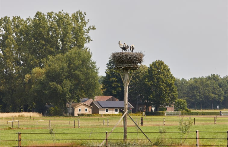 Natuurhuisje in Wiesel / Vaassen / Veluwe