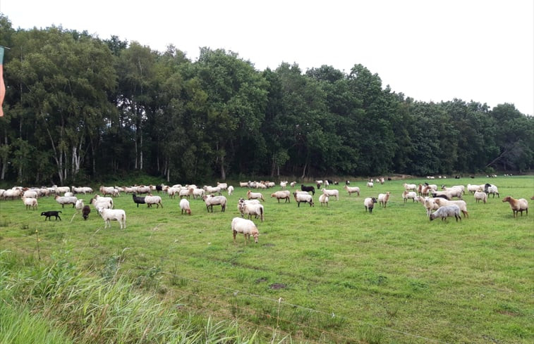 Natuurhuisje in Oude Willem