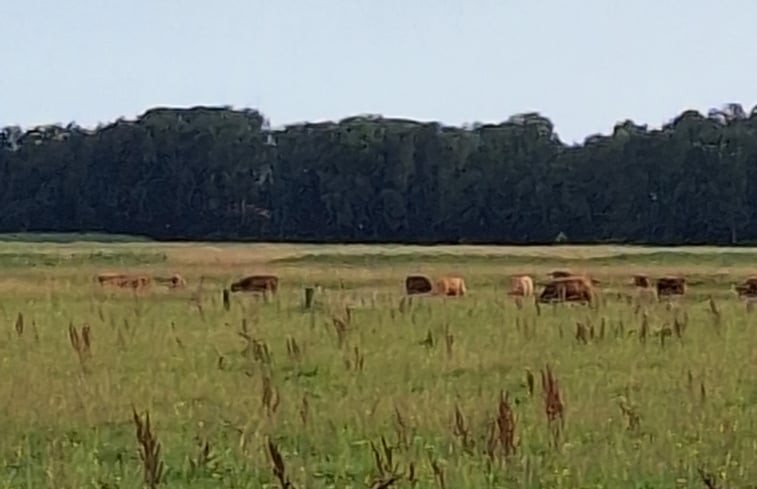 Natuurhuisje in Finsterwolde