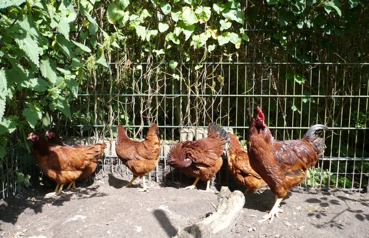 Natuurhuisje in Roden