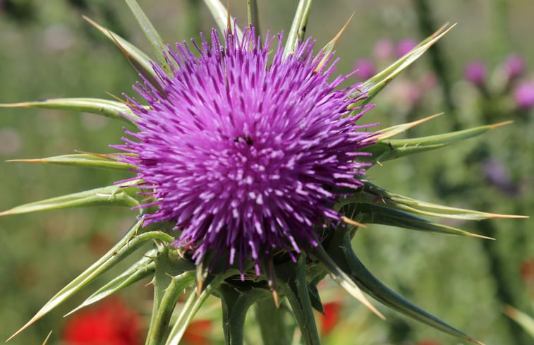 Natuurhuisje in Valle de Abdalajis