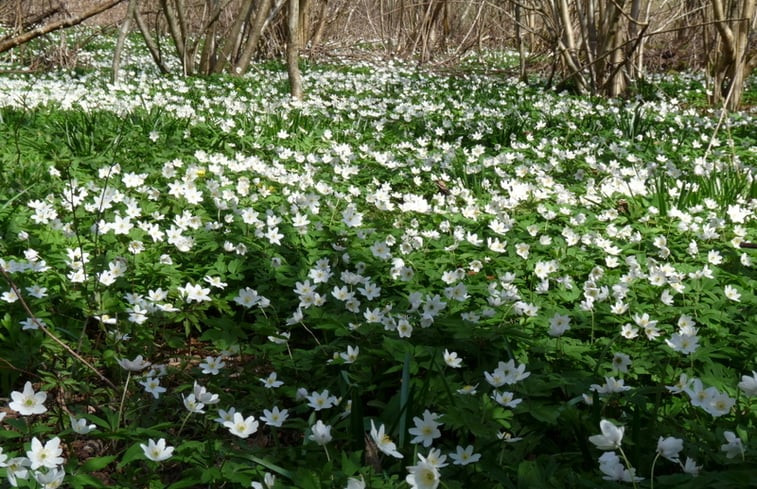 Natuurhuisje in Busserolles