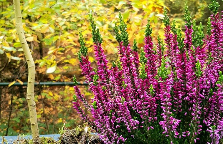 Natuurhuisje in Nunspeet