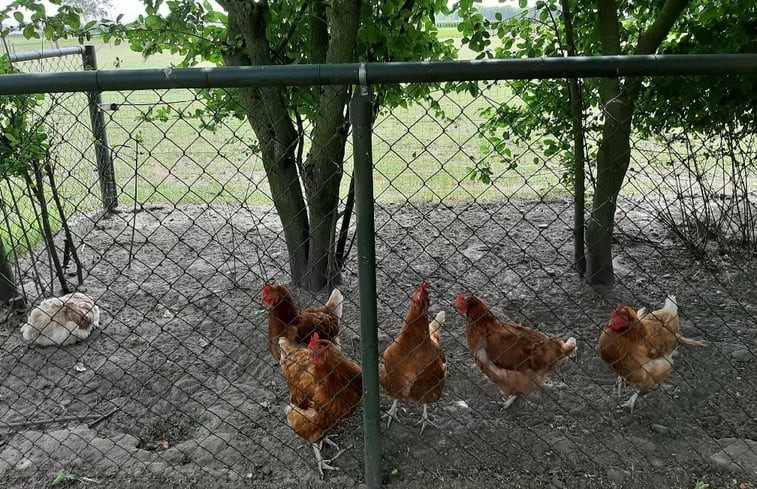 Natuurhuisje in Oisterwijk