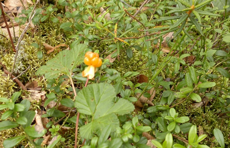 Natuurhuisje in Ranua