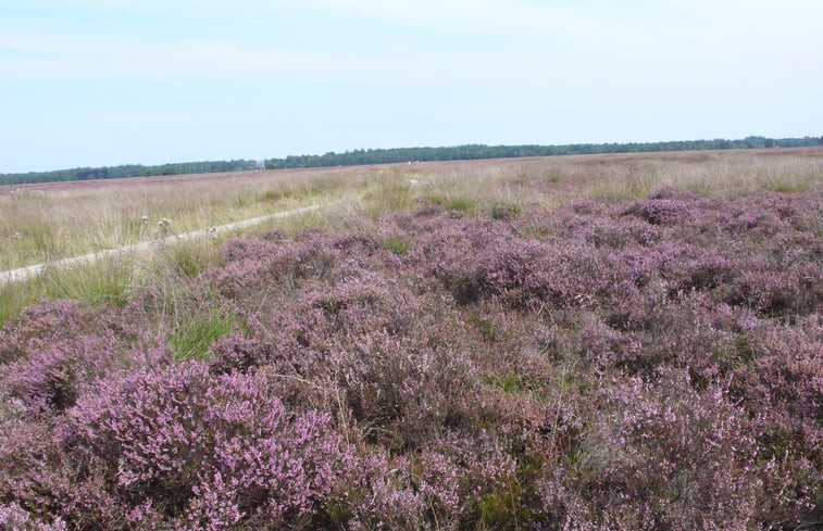 Natuurhuisje in Dwingeloo / Lhee