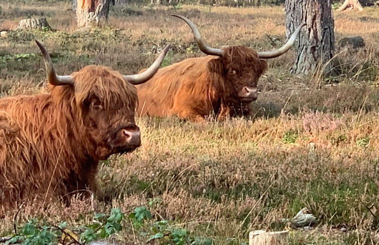 Natuurhuisje in Hattemerbroek