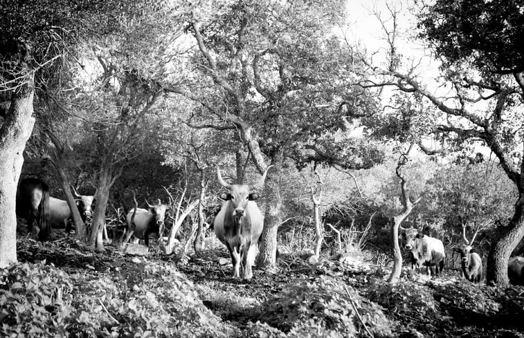 Natuurhuisje in Crispiano