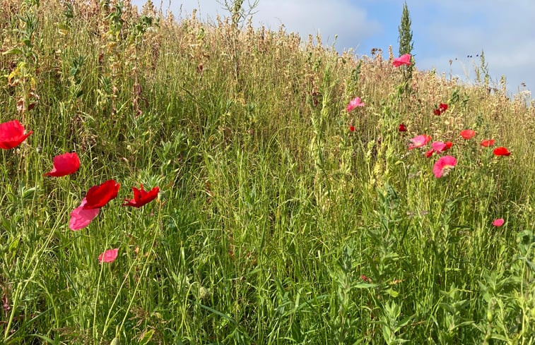 Natuurhuisje in Warfhuizen