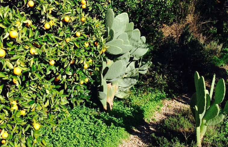 Natuurhuisje in Tavira