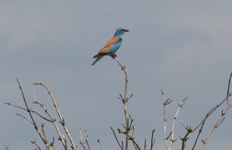 Natuurhuisje in Tiszagyenda