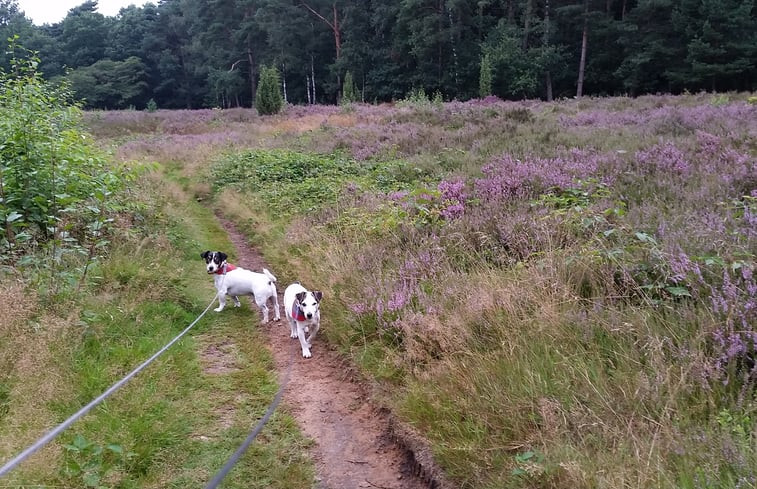 Natuurhuisje in Winterswijk