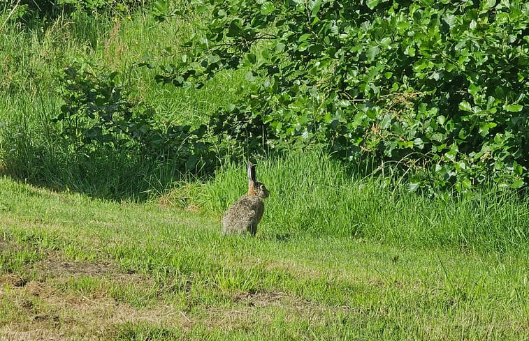 Natuurhuisje in Westergeest