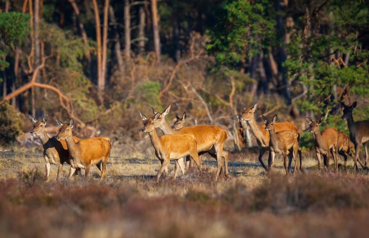 Natuurhuisje in Putten