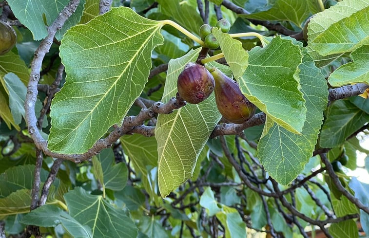 Natuurhuisje in Alegrete