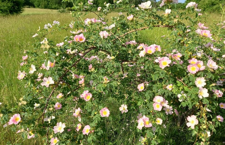 Natuurhuisje in Verfeil sur Seye