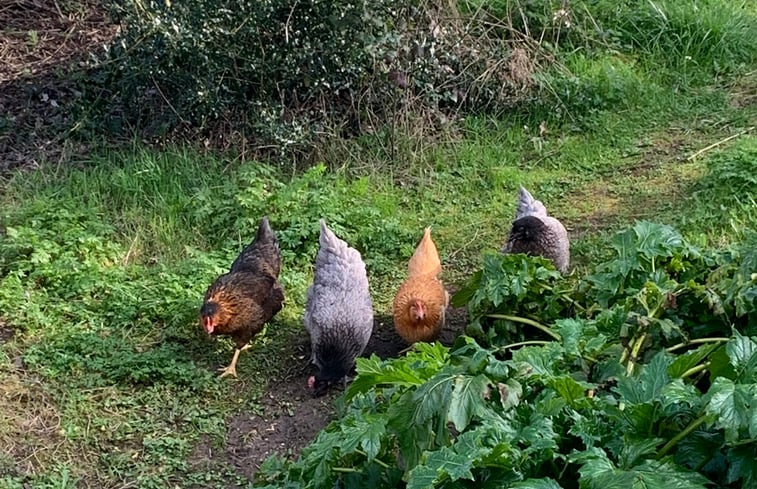 Natuurhuisje in Juignac