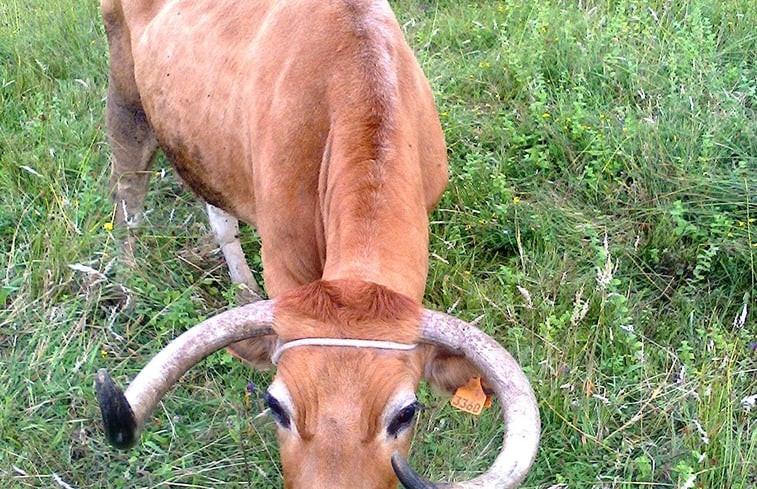 Natuurhuisje in Aliviada e Folhada Marco de Canaveses